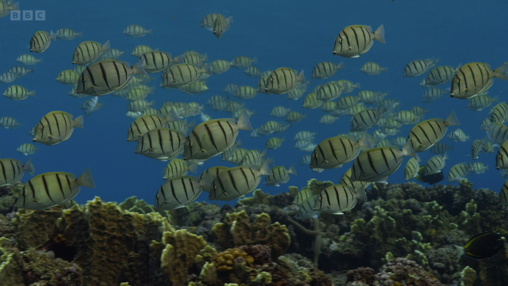 Convict tang (Acanthurus triostegus) as shown in A Perfect Planet - Oceans